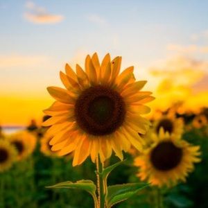 Meet your Posher, Victoria